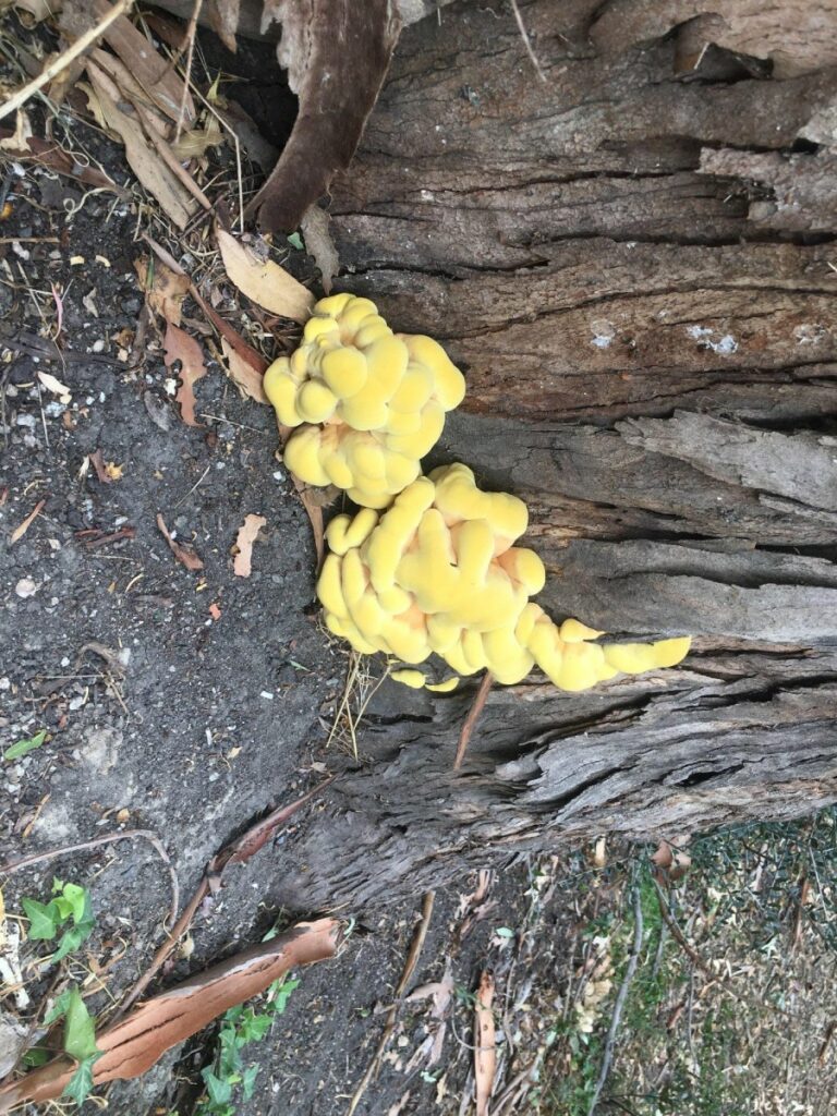 chicken of the woods grow in a eucalyptus tree